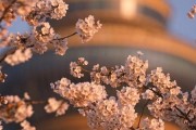 北京樱花什么时候开_北京看樱花最佳地点