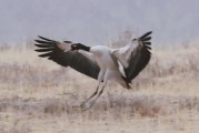 高原黑颈鹤在哪里_高原黑颈鹤为什么濒危