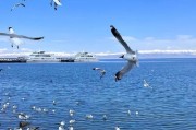 青海高原反应_去青海会不会高反
