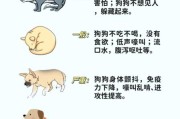 狗狗会有高原反应吗_如何预防