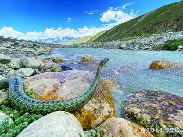 高原有蛇吗_高原蛇类分布特点