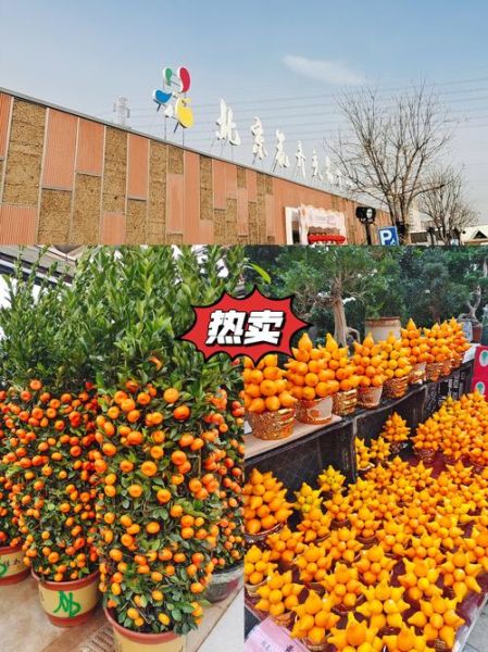 北京花卉市场在哪里_北京花卉市场营业时间