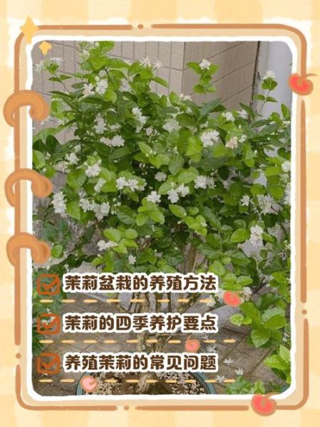 北京茉莉花怎么养_北京茉莉花冬天会冻死吗