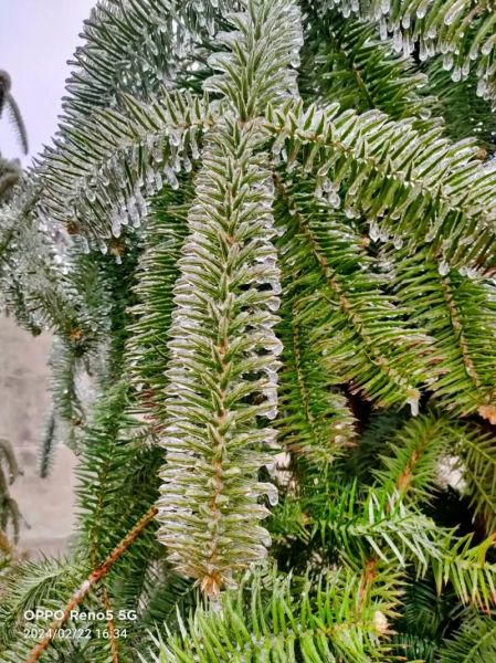 冰雪银花是什么_冰雪银花怎么养