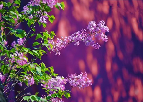 北京丁香花期多久_北京丁香适合种在哪