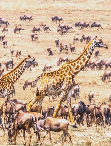 肯尼亚高原旅游最佳时间_肯尼亚高原海拔多少米