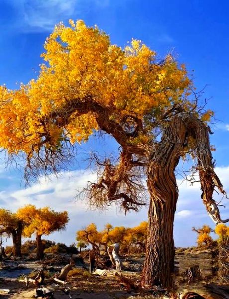 胡杨树高原在哪里_高原胡杨林最佳观赏时间