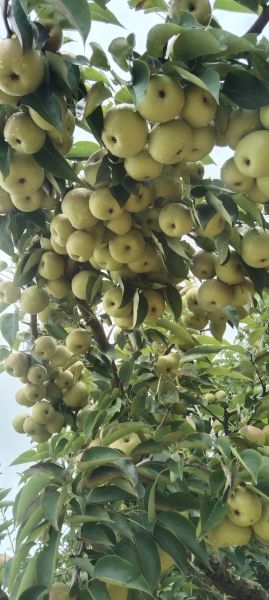 高原梨产地在哪里_高原梨为什么甜