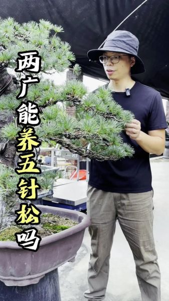 高原松树上适合种什么_高原松树怎么养护