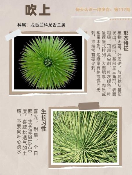 龙舌兰高原11是什么_龙舌兰高原11口感怎么样