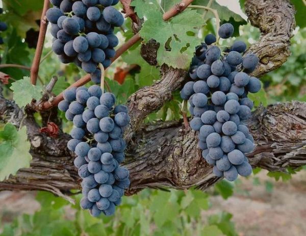 青藏高原西拉在哪_西拉葡萄酒口感如何