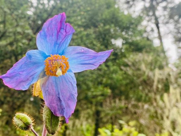 松赞酒店高原花有哪些_高原花最佳观赏时间