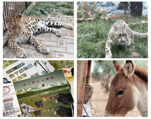 青藏高原可以买什么动物_购买流程及合法性