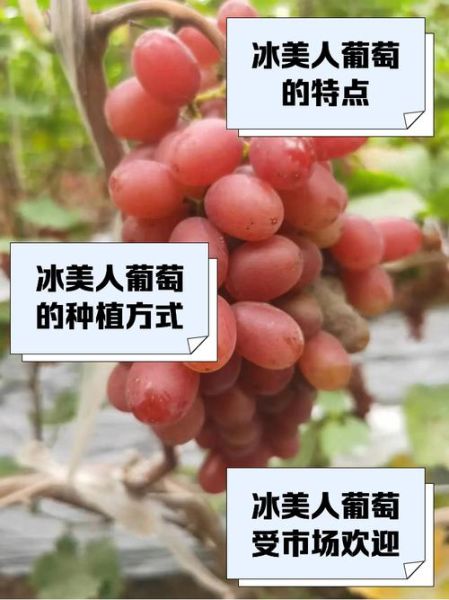 东北冰雪葡萄怎么种植_东北冰雪葡萄好吃吗