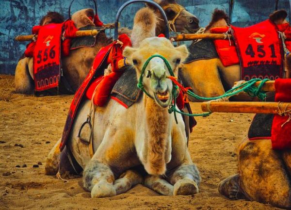 沙漠骆驼户外_如何安全骑行骆驼