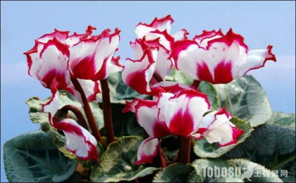 仙客来冰雪节门票价格_仙客来冰雪节有什么好玩的