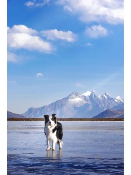 狗会不会有高原反应_狗狗去高原注意事项