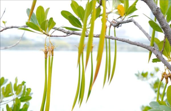 冰雪红树是什么植物_冰雪红树怎么养