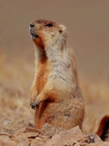 高原旱獭是什么_高原旱獭会传播鼠疫吗