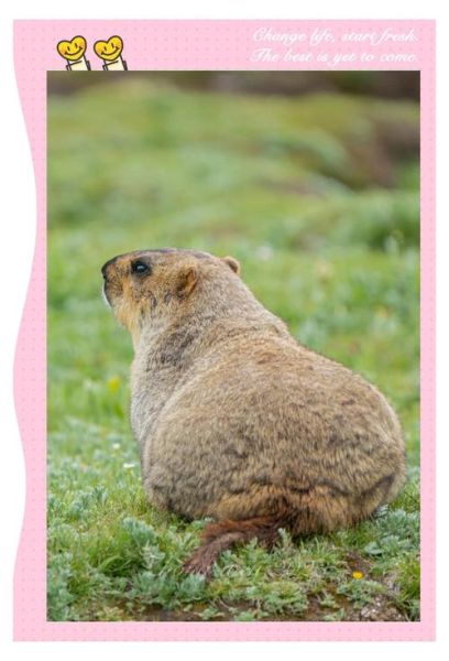 高原旱獭是什么_高原旱獭会传播鼠疫吗