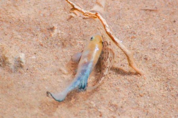 高原沙漠鱼是什么_高原沙漠鱼怎么养