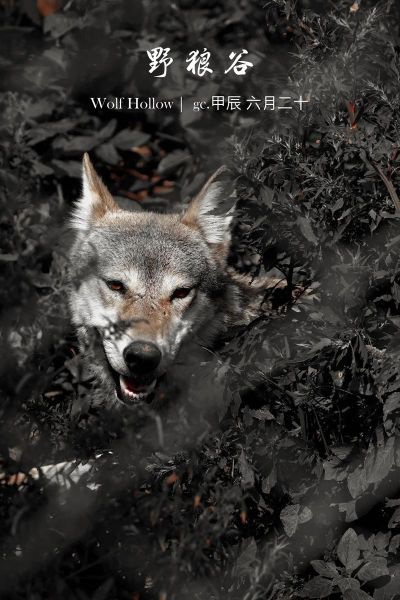 野狼户外北京怎么样_野狼户外北京值得去吗