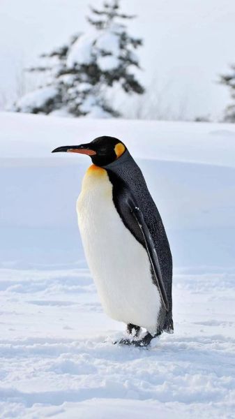 天天过马路冰雪企鹅怎么解锁_天天过马路冰雪企鹅技能是什么