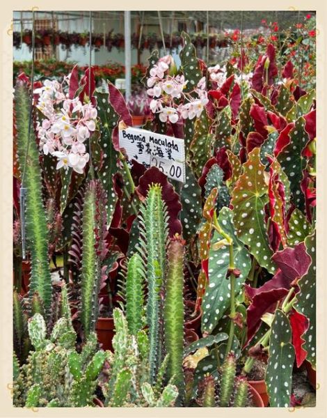 金马伦高原和云顶高原哪个冷_金马伦高原和云顶高原哪个好玩