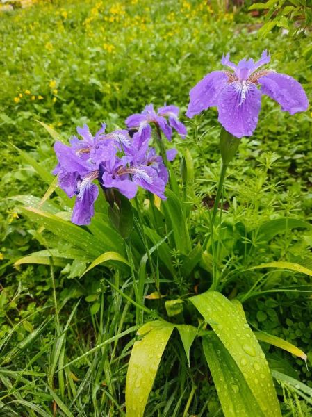 高原花朵有哪些_高原花朵怎么养