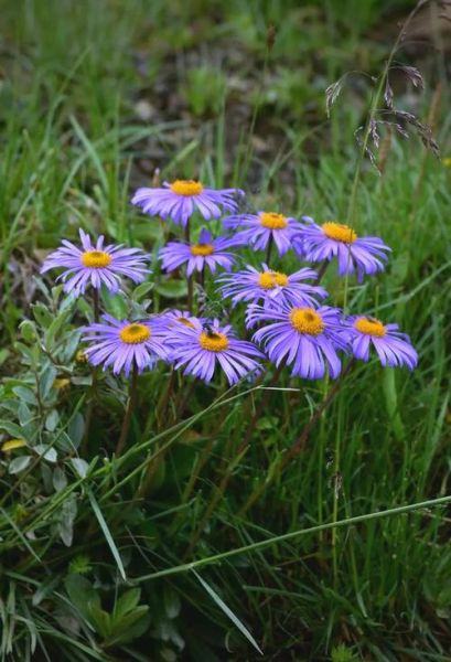 高原花朵有哪些_高原花朵怎么养