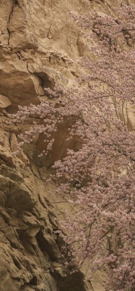 帕米尔高原春天什么时候去_帕米尔高原春天有哪些花