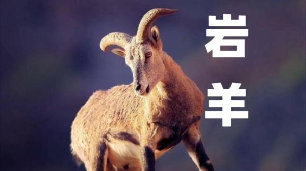 高原物种有哪些_高原物种如何适应极端环境