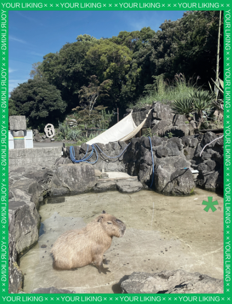 伊豆高原大室山怎么去_大室山缆车开放时间