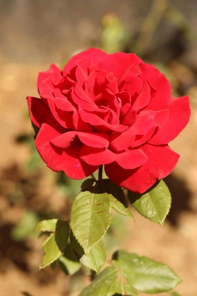 北京的市花是什么_北京为什么选月季和菊花