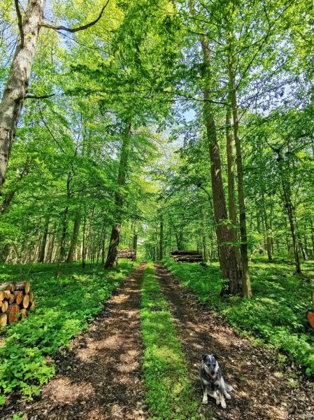 高原上的绿色_如何保持生态平衡