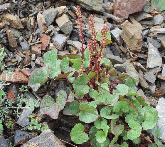 廖科高原在哪里_高原气候特点