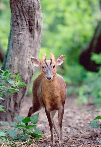 高原上的鹿生活在哪里_高原上的鹿有哪些品种