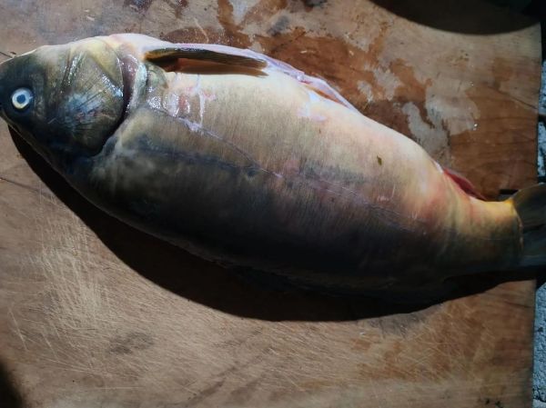 高原裸鲤怎么做好吃_高原裸鲤做法大全