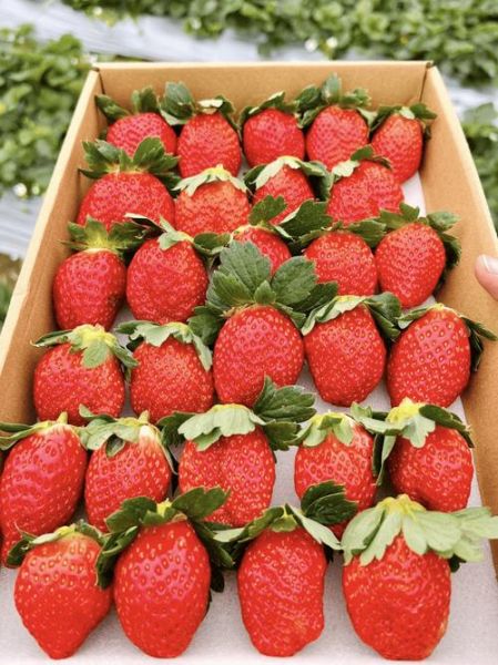 高原草莓怎么种_高原草莓好吃吗