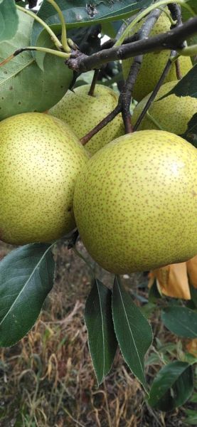 泸西高原梨多少钱一斤_泸西高原梨价格行情