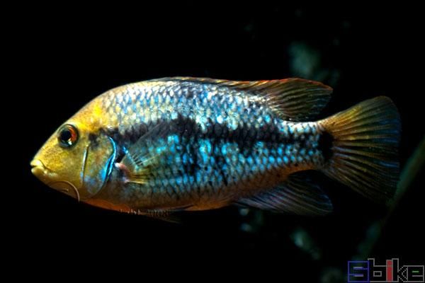 高原豹鱼怎么养_高原豹鱼价格多少钱