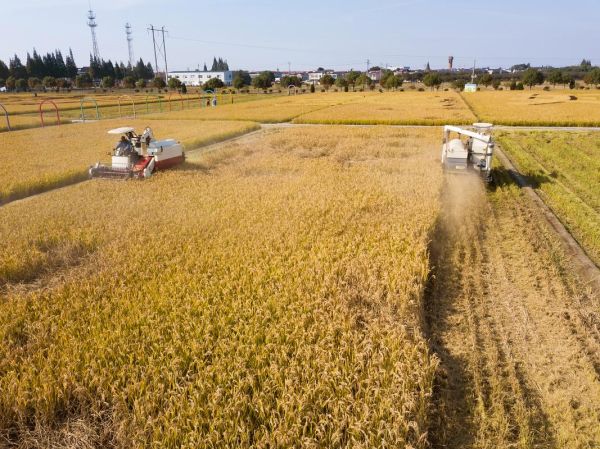 曲靖高原特色农业有哪些_曲靖高原特色农业怎么发展