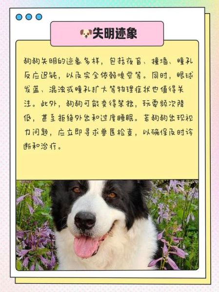 狗狗会有高原反应吗_如何预防