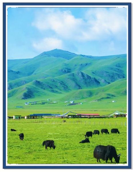 高原湿地在哪里_高原湿地有哪些独特生态