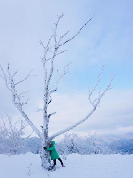 冰雪树动漫结局是什么_冰雪树剧情解析