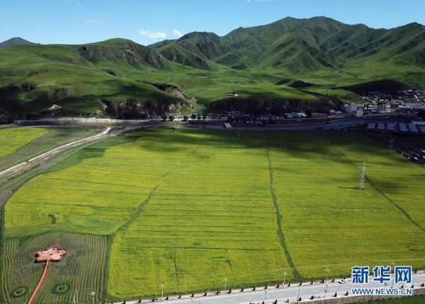 高原菜花香电影讲了什么_高原菜花香取景地在哪里