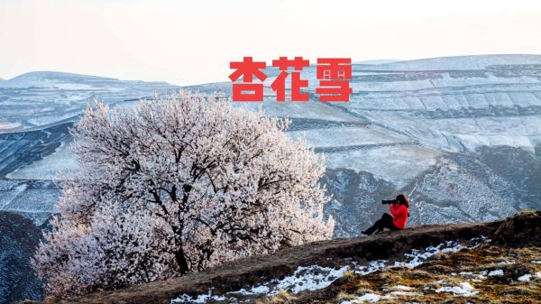 冰雪杏花什么时候开花_冰雪杏花耐寒多少度