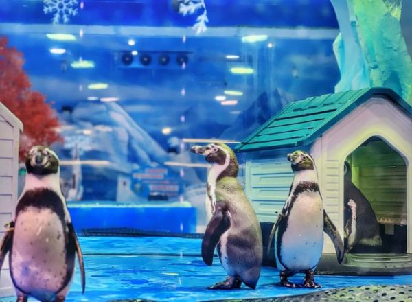 广州冰雪奇缘门票价格_广州冰雪奇缘怎么去