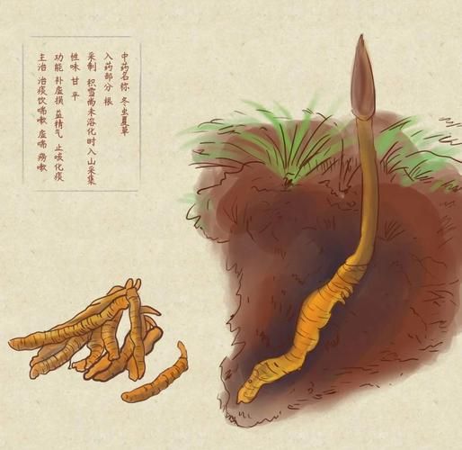 高原药材有哪些_高原药材的功效与作用