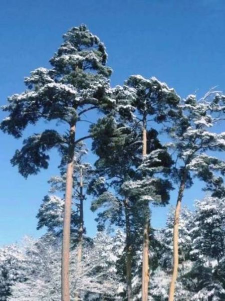 冰雪松图片怎么拍_冰雪松摄影技巧